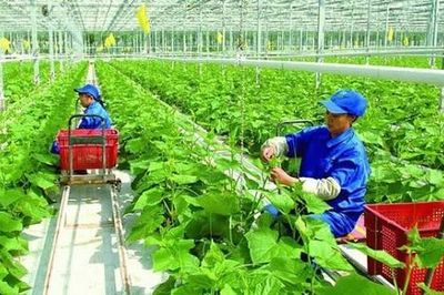 Hà Nội phấn đấu đi đầu về nông nghiệp công nghệ cao