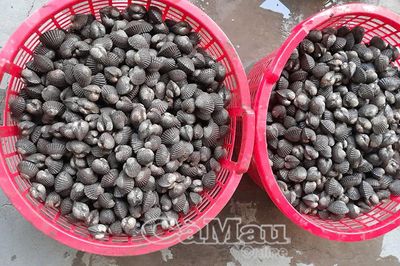Sò huyết – 'của để dành' trong vuông tôm