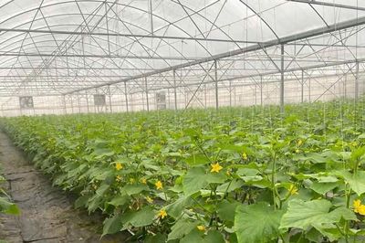 Đến năm 2030, phấn đấu ít nhất 50% hợp tác xã nông nghiệp liên kết với doanh nghiệp