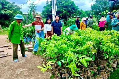 Những mầm xanh mở hướng sinh kế bền vững cho người dân xã A Lưới 1