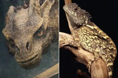 Loài 'rồng' mới được đặt theo tên Syrax trong phim House of Dragon