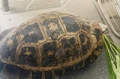 Rùa quý hiếm đi lạc vào vườn nhà dân