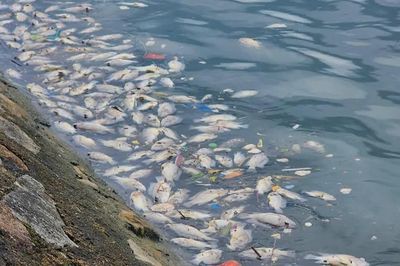 Cá chết trắng nổi dày đặc tại hồ điều hòa ở Hà Tĩnh