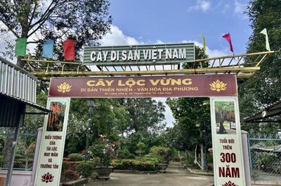 Cây lộc vừng hơn 300 tuổi: Ký ức thời chiến và những giai thoại kỳ bí