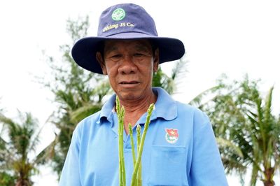 Bỏ hành tím trồng măng tây, nông dân miền Tây thu tiền mỗi ngày