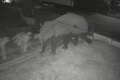 Clip voi rừng đi qua trường bán trú gây chú ý, Phó chủ tịch xã thông tin bất ngờ