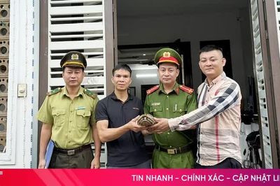 Rùa vàng quý hiếm 'đi lạc' vào nhà dân