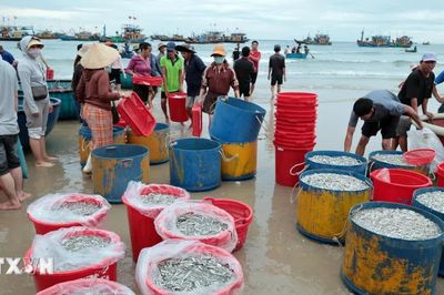 Ngư dân Đà Nẵng trúng đậm chuyến biển trong dịp nghỉ lễ Quốc khánh