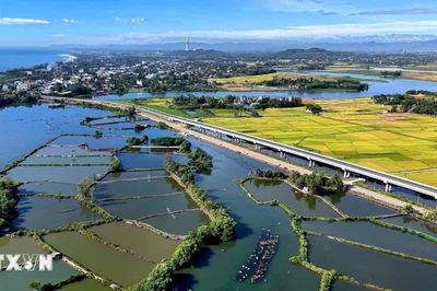 Quảng Ngãi giữ màu xanh rừng ngập mặn, phát triển sinh kế bền vững