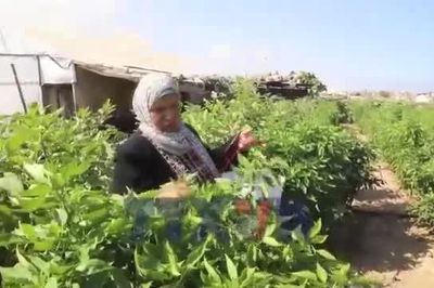 Người dân Gaza đã bắt đầu thu hoạch những lứa rau tươi đầu tiên