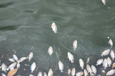 Hà Tĩnh: Cá chết nổi dài hàng chục mét tại hồ điều hòa công viên Bồng Sơn