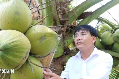 Vĩnh Long phát triển vùng nguyên liệu, tăng liên kết với doanh nghiệp trong sản xuất