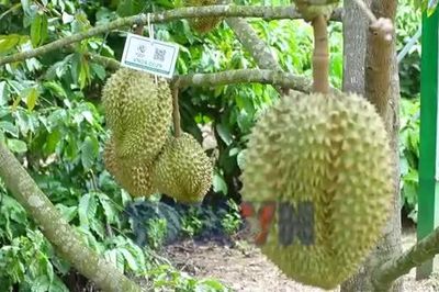 Vua trái cây hứa hẹn về đích suôn sẻ