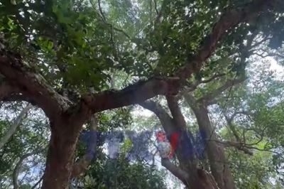Khu rừng mang tên Bác giữa vùng cát trắng
