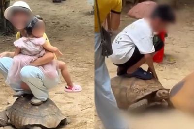 Người phụ nữ ngồi xổm trên lưng con rùa sống gây phẫn nộ