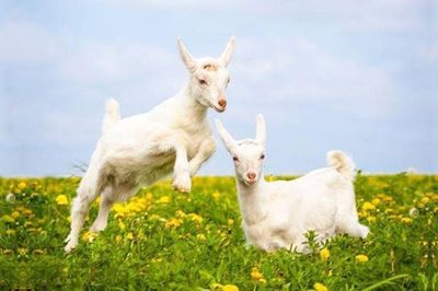 3 con giáp không thích hơn thua, càng sống càng nhẹ lòng