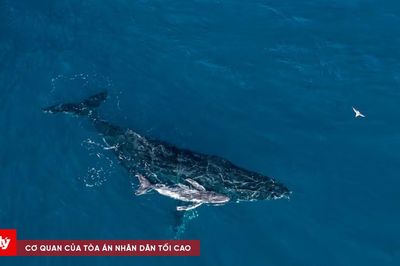 Khoảnh khắc hiếm có: Lần đầu tiên drone ghi lại cảnh cá voi lưng gù sinh con giữa đại dương