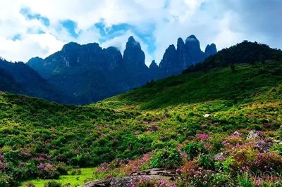 Sắc tím dưới chân núi Ngũ Chỉ Sơn