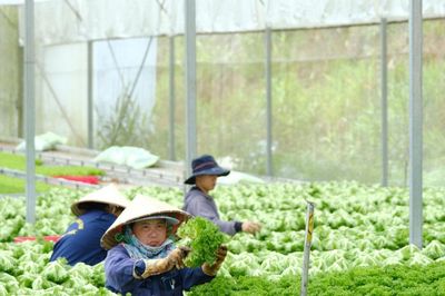 Lâm Đồng tìm 'chìa khóa' tối ưu hóa nguồn thu từ xuất khẩu nông sản chủ lực