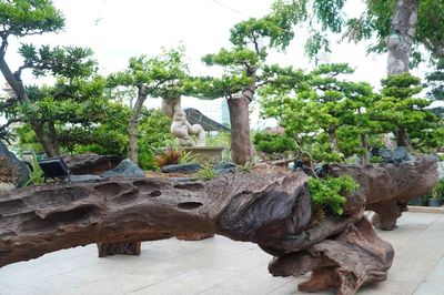 Mãn nhãn những 'đại cảnh' bonsai độc bản hội tụ tại Gia Lai