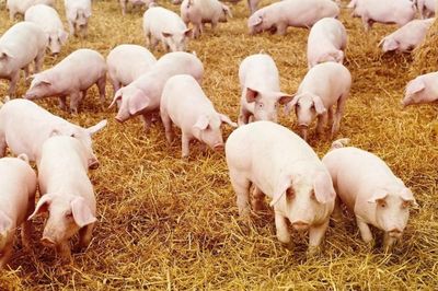 Ngày 31/8: Giá heo hơi dao động trong khoảng 57.000 - 60.000 đồng/kg