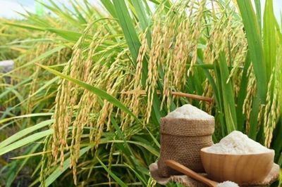 Ngày 31/8: Giá lúa gạo tại Đồng bằng sông Cửu Long ổn định sáng đầu tuần
