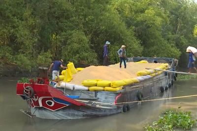 Xuất khẩu gạo đạt 2,91 tỷ USD trong 8 tháng