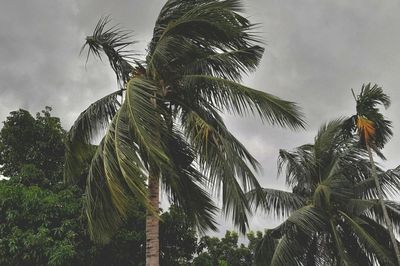 Áp thấp nhiệt đới ảnh hưởng thế nào đến thời tiết?