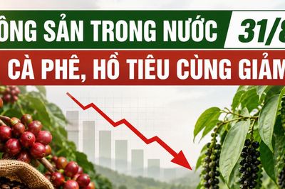 Nông sản trong nước 31/8: Cà phê, hồ tiêu cùng giảm trong tuần