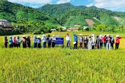 Tp. Huế: Xã Khe Tre hướng tới vùng nguyên liệu Nếp Than gắn với sản phẩm OCOP