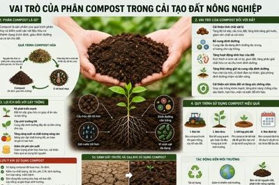 Phân Compost trong cải tạo đất nông nghiệp: Tiếp cận từ góc nhìn chuyên gia