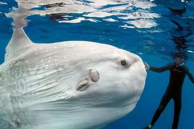 Mola mola- loài cá khổng lồ có ngoại hình kỳ lạ bậc nhất đại dương