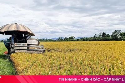 Lúa hữu cơ được giá, nông dân Gia Hanh phấn khởi