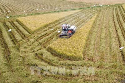 Lúa Hè Thu chín rộ, nông dân Tây Ninh tất tả vào vụ gặt