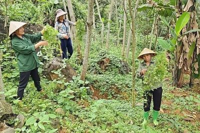 Cây dược liệu đánh thức tiềm năng kinh tế vùng núi xứ Thanh