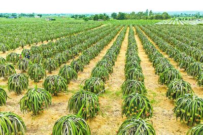 Nguồn nguyên liệu cho thị trường toàn cầu