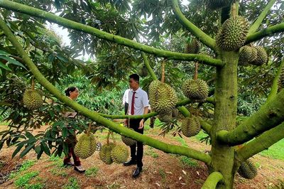 Nông sản Đắk Lắk: Từ 'vựa hàng' đến trung tâm giá trị toàn cầu