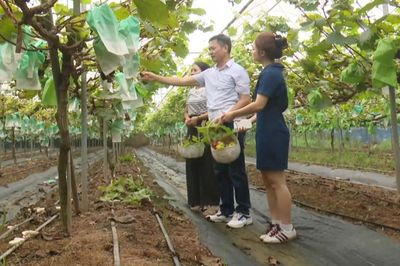 Nâng giá trị nông sản từ sản xuất an toàn