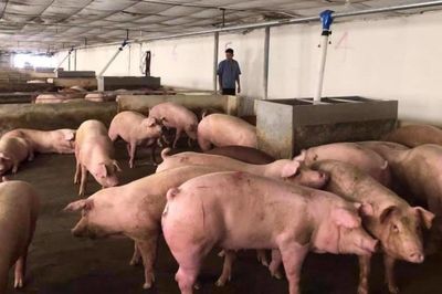 Giá lợn hơi giảm mạnh trong tháng 8