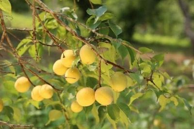 Loại quả xưa chín rụng đầy nay thành đặc sản nổi tiếng giá 70.000 đ/kg, trồng một lần thu hoạch nhiều năm, tốt cho sức khỏe