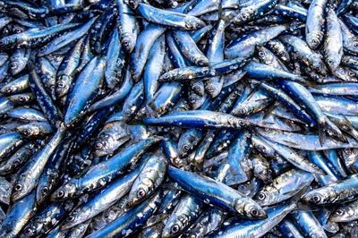 Loại cá quen thuộc giá rẻ giàu omega-3 không kém cá hồi