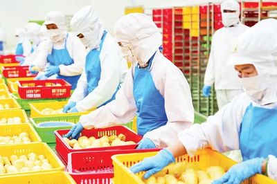 Doanh nghiệp dẫn dắt chuỗi giá trị nông nghiệp