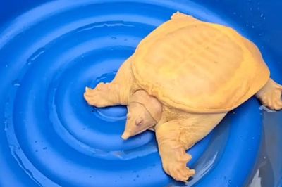 Đi thăm lúa, người đàn ông bắt được rùa vàng