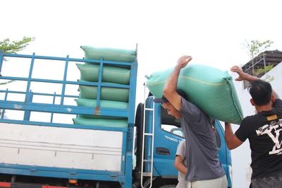 Gia Lai: Mưa rào gây khó khăn cho việc thu hoạch lúa Hè Thu