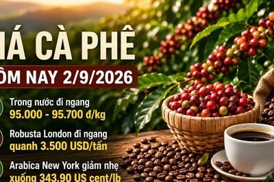 Giá cà phê hôm nay 2/9/2026 đi ngang, cao nhất 95.700 đồng/kg