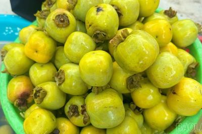 Mùa hồng không hạt xuống nước