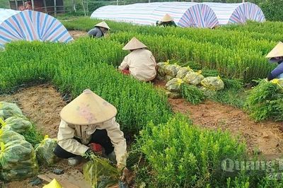 Hợp tác xã kiểu mới