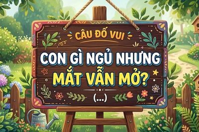 Câu đố hack não: Con gì ngủ nhưng mắt vẫn mở?