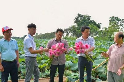 Đánh thức giá trị vùng đất trũng từ sen