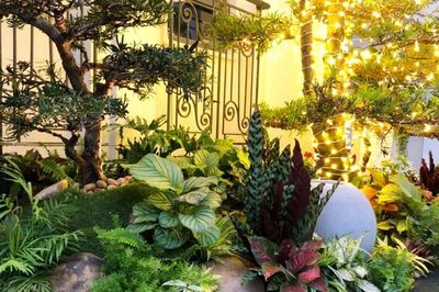 Muốn tài lộc, sức khỏe tốt nên chọn cây và chậu cảnh theo cách sau